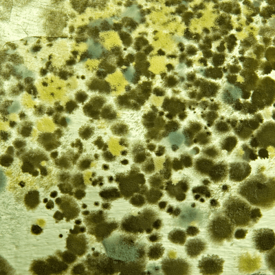 Close up of mold spots green