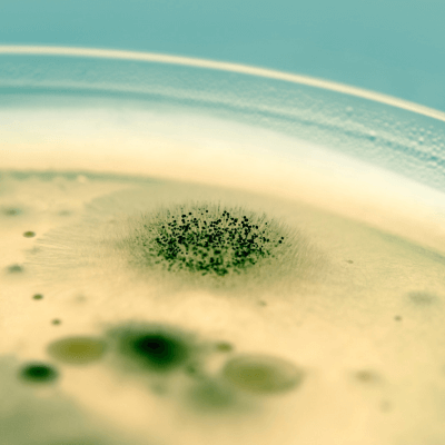 mold spores in petri dish for mold report