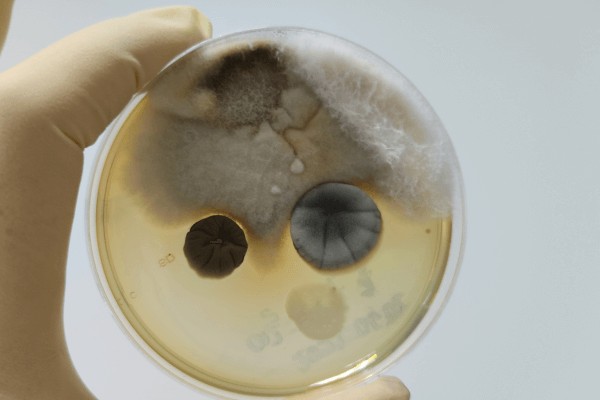 positive mold test results