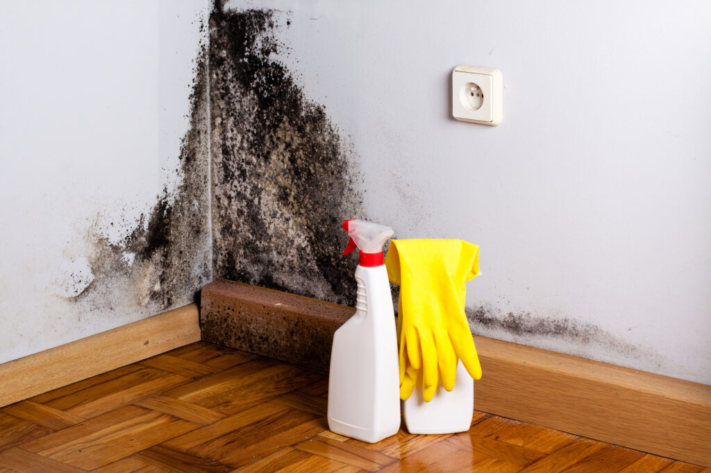 mold removal services- what is black mold 