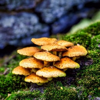 fungus mushrooms on tree stump