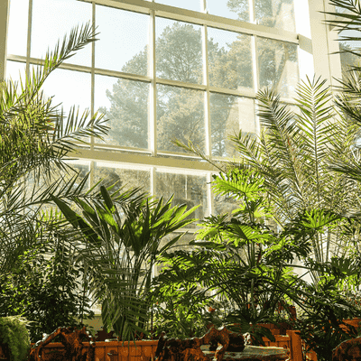 indoor plants in window