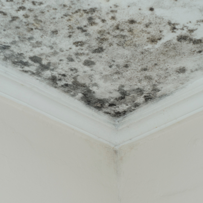 what is the difference mold vs mildew black mold example